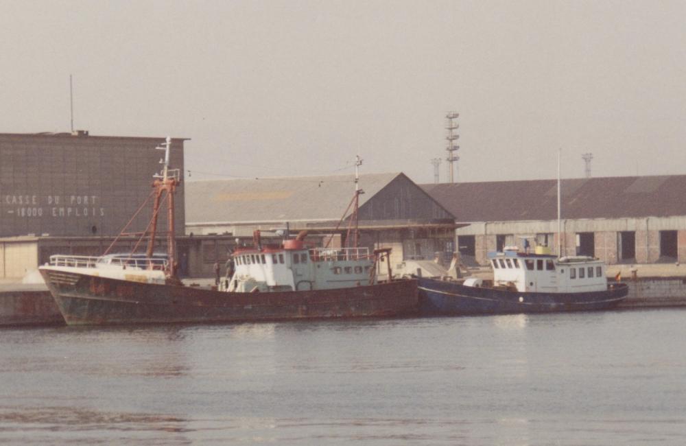 Poolster, Zeemeeuw in Duinkerken.jpg