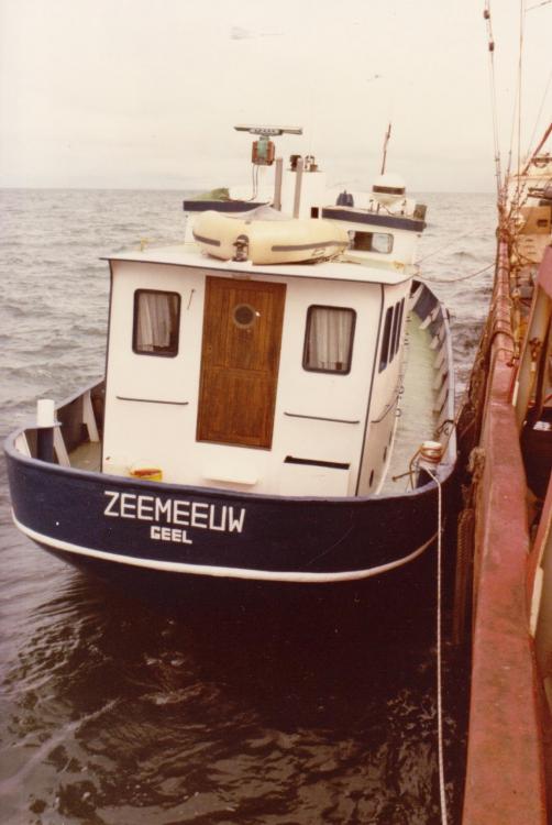 Zeemeeuw  sept 1984.jpg